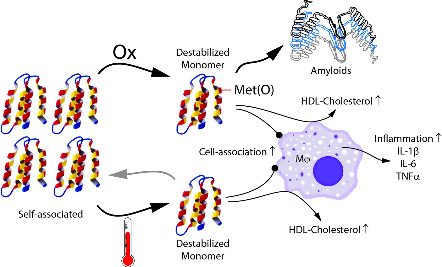 Oxidized ApoA-I Inflammation Pathway Sketch